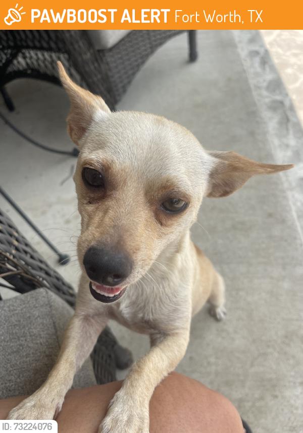 Found/Stray Male Dog last seen Miller & martin st, Fort Worth, TX 76102
