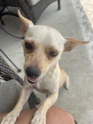 Found/Stray Male Dog last seen Miller & martin st, Fort Worth, TX 76102