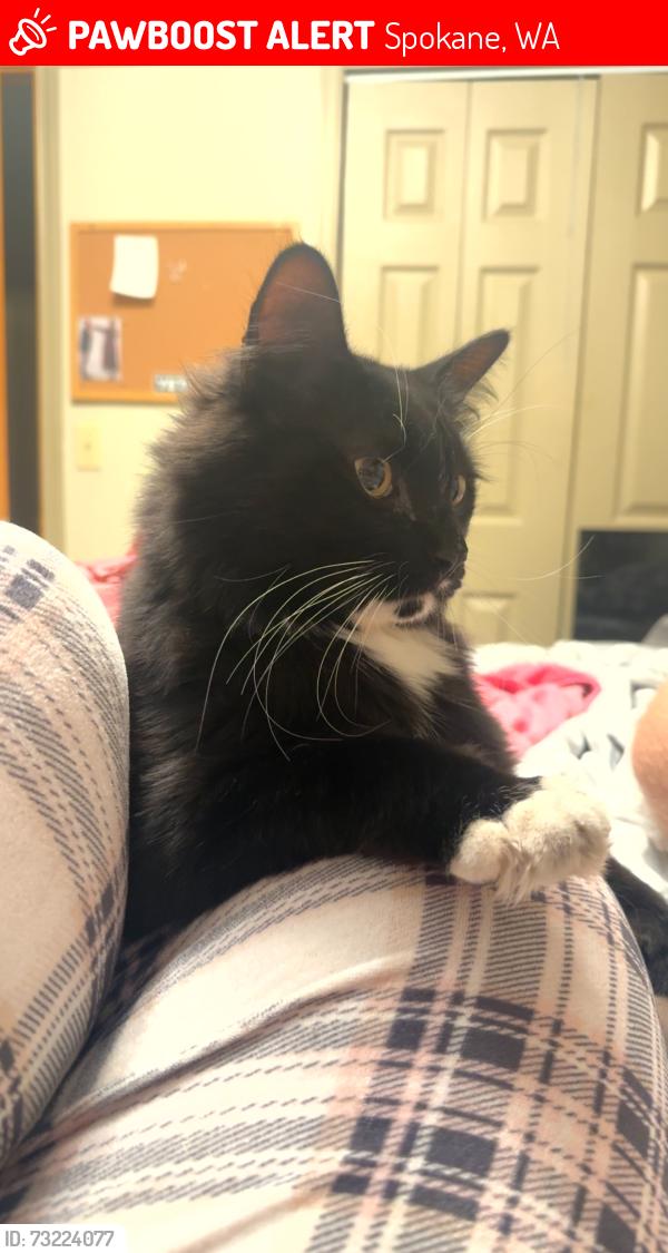 Lost Male Cat last seen w holyoke and n cathrine st, Spokane, WA 99208