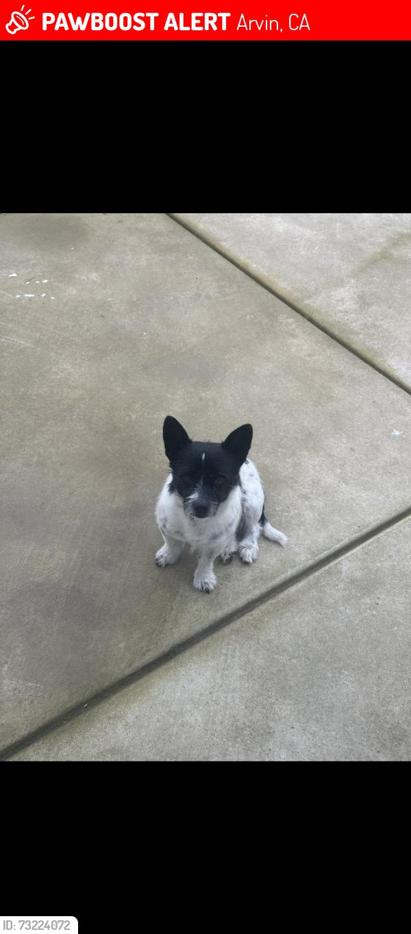 Lost Male Dog last seen El camino Real Arvin ca, Arvin, CA 93203