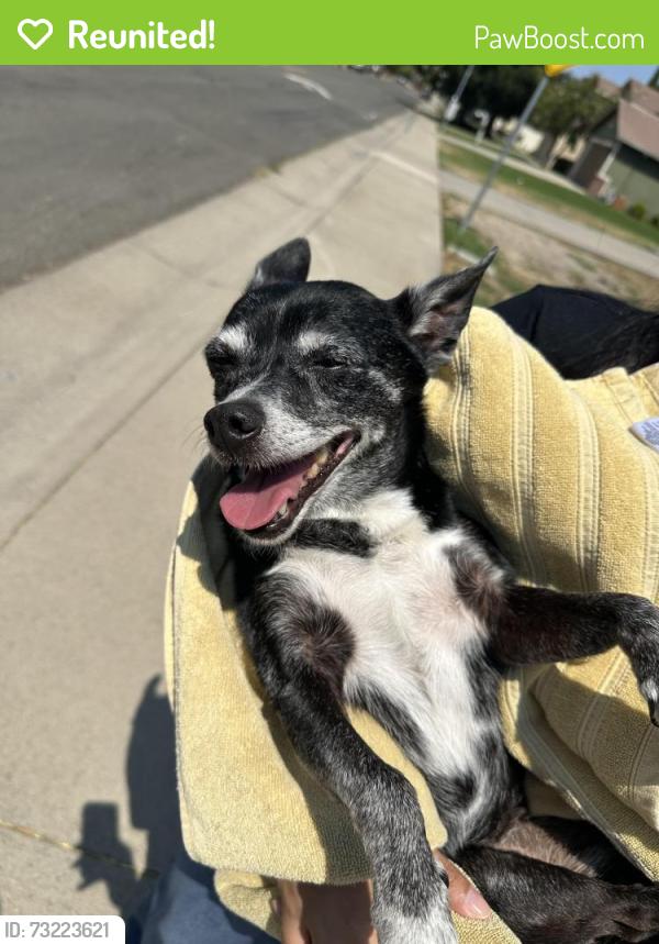 Reunited Female Dog last seen In the neighborhood, Sacramento, CA 95823