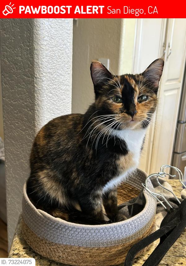Lost Female Cat last seen Limerick Ave, San Diego, CA 92117