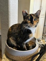 Lost Female Cat last seen Limerick Ave, San Diego, CA 92117