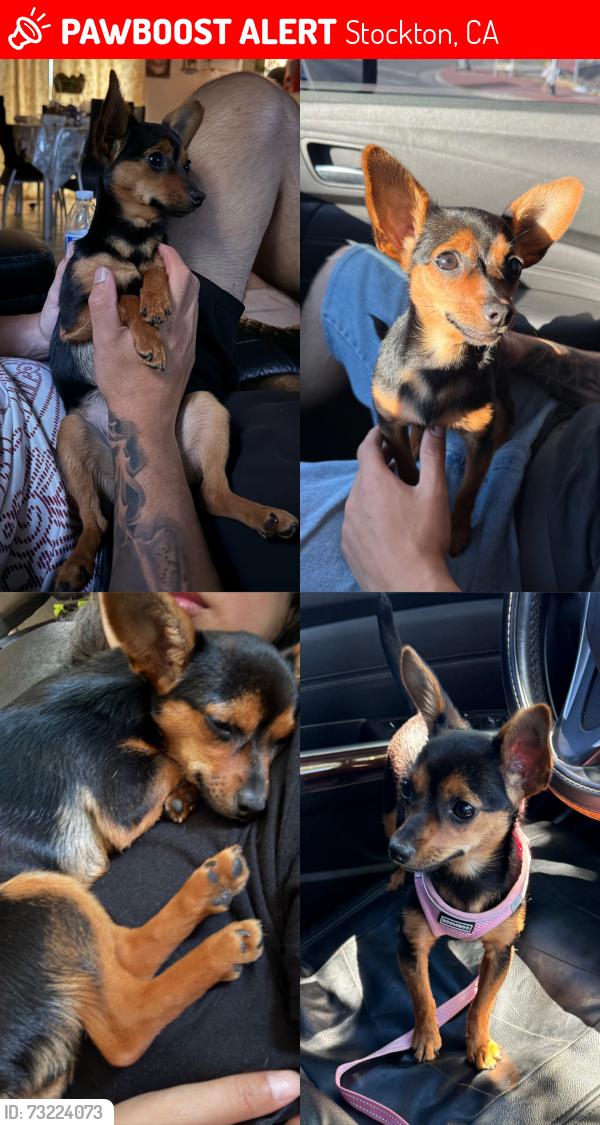 Lost Female Dog last seen By 8th street, Ophir ST, S pilgrim street, Airport Way STOCKTON CA, Stockton, CA 95206