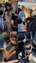 Lost Female Dog last seen By 8th street, Ophir ST, S pilgrim street, Airport Way STOCKTON CA, Stockton, CA 95206