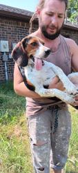 Found/Stray Male Dog last seen 14th and S. 83rd E. Ave Tulsa Ok 74112, Tulsa, OK 74112