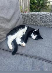 Reunited Female Cat last seen Whitecross avenue, Bristol City, England BS14 9JD
