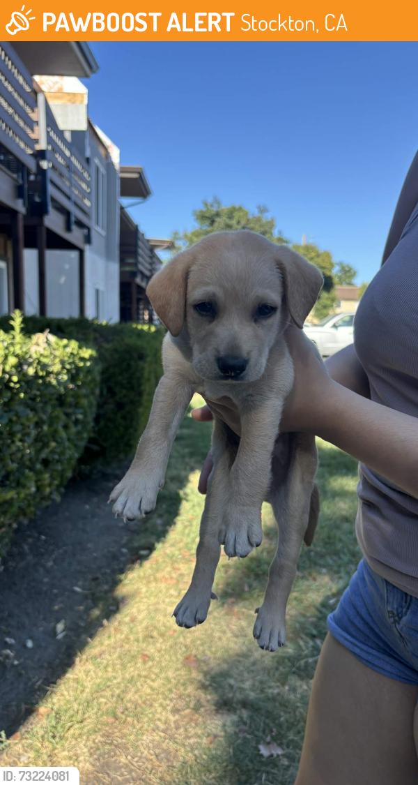 Found/Stray Male Dog last seen Downtown Stockton, Stockton, CA 95202