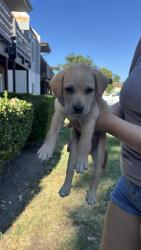 Found/Stray Male Dog last seen Downtown Stockton, Stockton, CA 95202