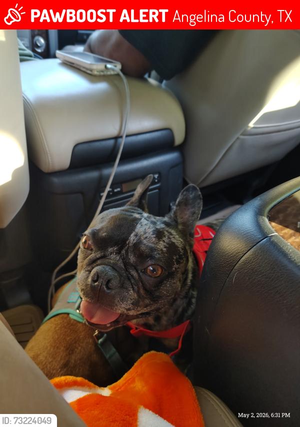 Lost Male Dog last seen SM TUCKER RD, POLLOK, TX, Angelina County, TX 75969