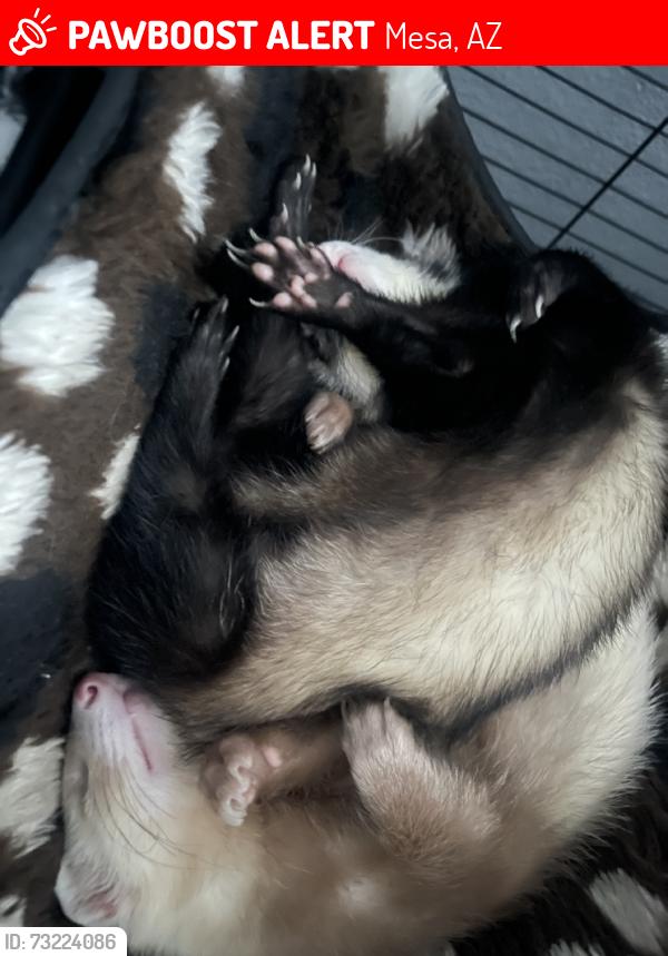 Lost Female Ferret last seen Near E Calypso CirMesa, AZ 85208United States, Mesa, AZ 85208