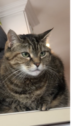 Lost Female Cat last seen fort ave and seaview ave in cranston, Cranston, RI 02905