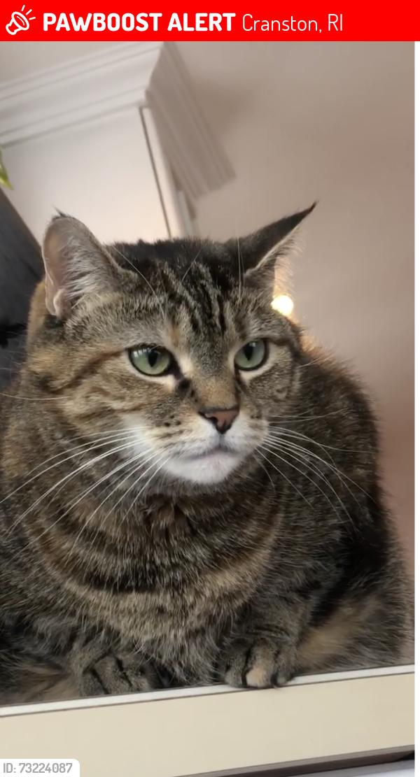 Lost Female Cat last seen fort ave and seaview ave in cranston, Cranston, RI 02905