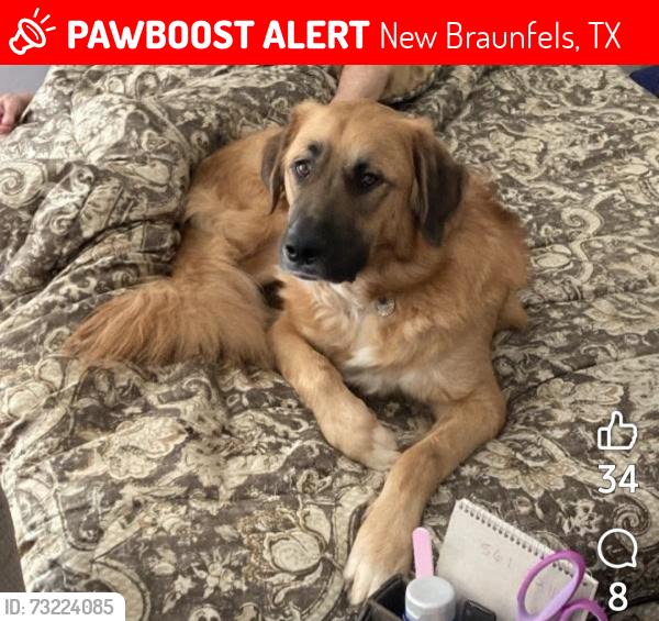 Lost Male Dog last seen New Braunfels, TX 78132, near Lewis Ranch Road, New Braunfels, TX 78130