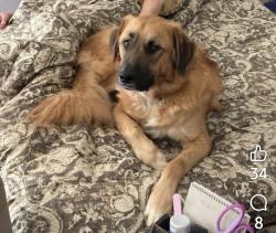 Lost Male Dog last seen New Braunfels, TX 78132, near Lewis Ranch Road, New Braunfels, TX 78130