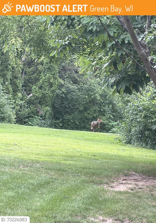 Found/Stray Male Dog last seen Hudsom street, Green Bay, WI 54303