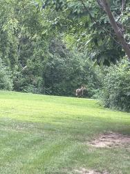 Found/Stray Male Dog last seen Hudsom street, Green Bay, WI 54303