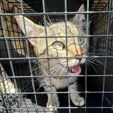 Shelter Stray Male Cat last seen , 54687 Co Rd 19, Bristol, IN 46507, USA