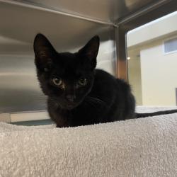 Shelter Stray Female Cat last seen , 361 S Raymond Ave, Pasadena, CA 91105, USA