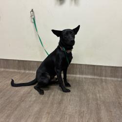 Shelter Stray Male Dog last seen , 361 S Raymond Ave, Pasadena, CA 91105, USA