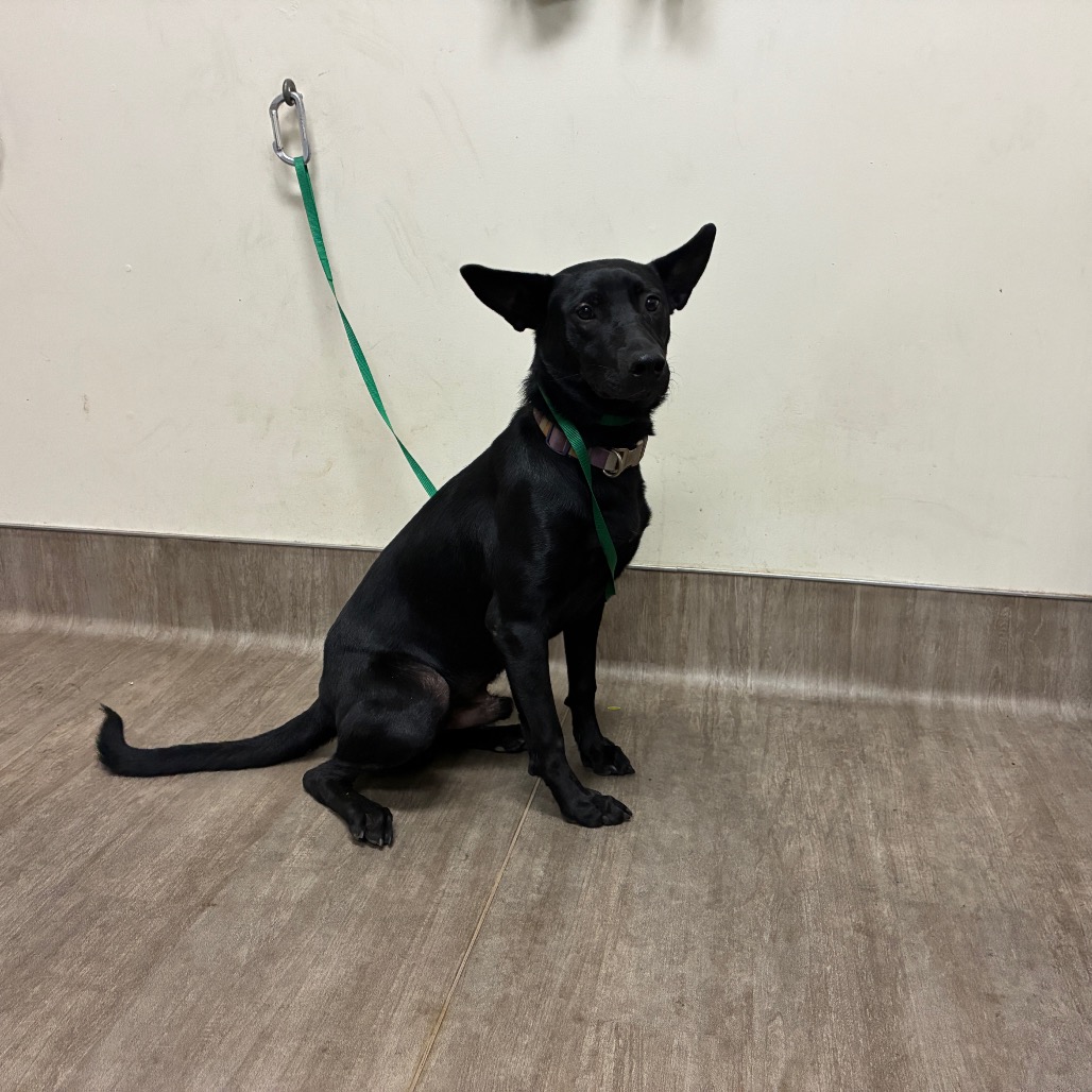 Shelter Stray Male Dog last seen , 361 S Raymond Ave, Pasadena, CA 91105, USA
