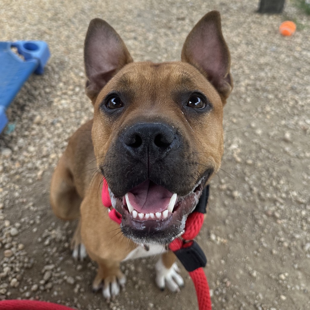 Shelter Stray Male Dog last seen , Animal Care & Control Team of Philly, 111 W Hunting Park Ave, Philadelphia, PA 19140, USA