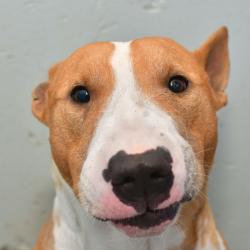 Shelter Stray Male Dog last seen , 3173 K-68 Hwy, Ottawa, KS 66067, USA
