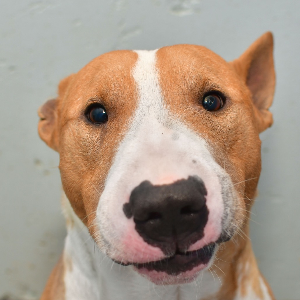 Shelter Stray Male Dog last seen , 3173 K-68 Hwy, Ottawa, KS 66067, USA