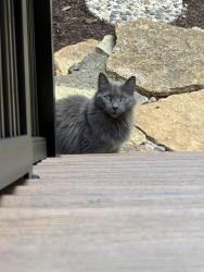 Found/Stray Unknown Cat last seen Brewer heights, Chillicothe, OH 45601