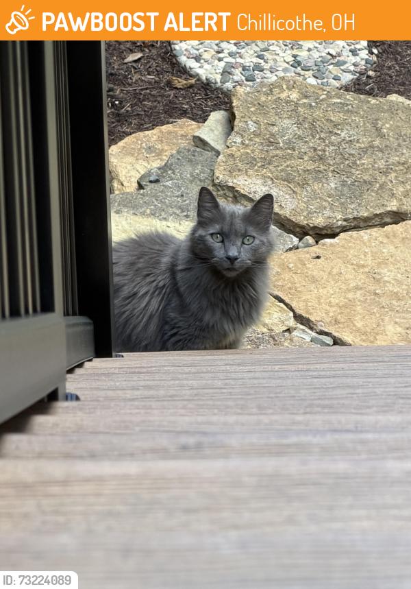 Found/Stray Unknown Cat last seen Brewer heights, Chillicothe, OH 45601