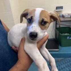 Shelter Stray Male Dog last seen , 2350 Appling City Cove, Memphis, TN 38133, USA