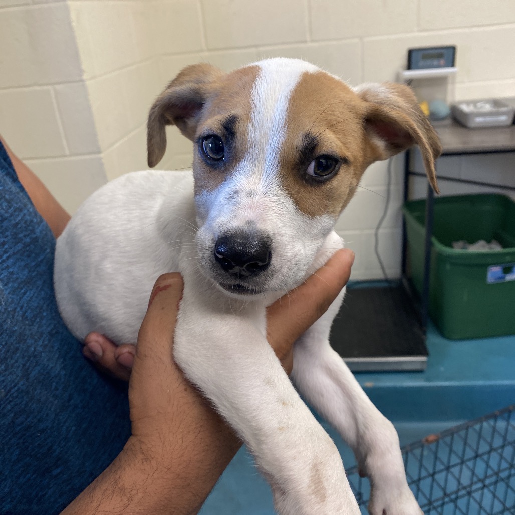 Shelter Stray Male Dog last seen , 2350 Appling City Cove, Memphis, TN 38133, USA