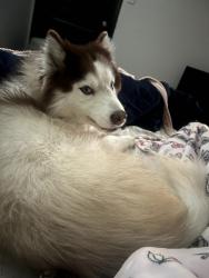 Lost Male Dog last seen Dahlia and Daisy by HGA, Houston, TX 77012
