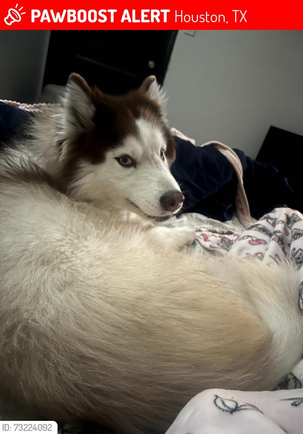 Lost Male Dog last seen Dahlia and Daisy by HGA, Houston, TX 77012