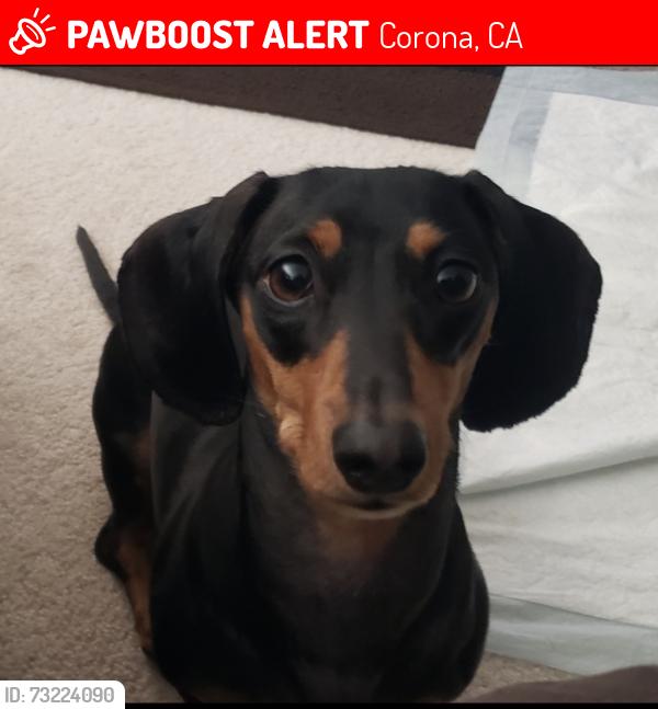 Lost Female Dog last seen near the cross streets of Parkridge and La Entrada Ave/Tesoro Ave., Corona, CA 92879