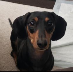 Lost Female Dog last seen near the cross streets of Parkridge and La Entrada Ave/Tesoro Ave., Corona, CA 92879
