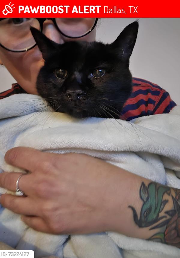 Lost Female Cat last seen Tenison at White Rock apmts, Dallas, TX 75214