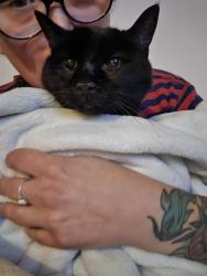 Lost Female Cat last seen Tenison at White Rock apmts, Dallas, TX 75214