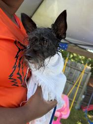 Found/Stray Male Dog last seen Hillcrest and catalpa, Dayton, OH 45404