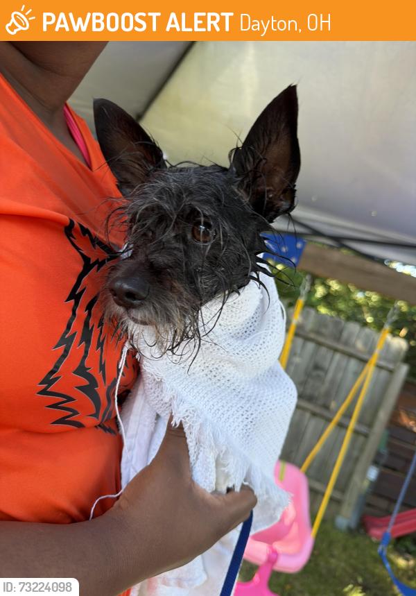 Found/Stray Male Dog last seen Hillcrest and catalpa, Dayton, OH 45404