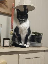 Reunited Male Cat last seen Roger lane off of Plymouth drive, Johnson City, TN 37601