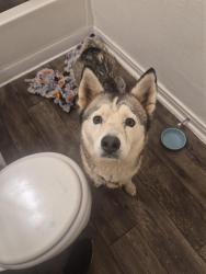 Found/Stray Female Dog last seen Grant st, Goodyear, AZ 85338