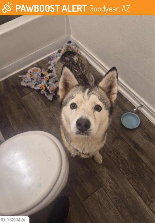 Found/Stray Female Dog last seen Grant st, Goodyear, AZ 85338