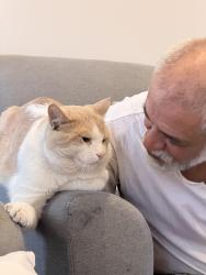 Lost Male Cat last seen Parc painter saint laurent, Montréal, QC H4N 1V1