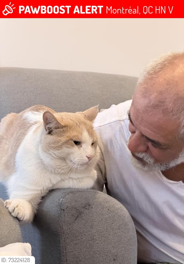 Lost Male Cat last seen Parc painter saint laurent, Montréal, QC H4N 1V1