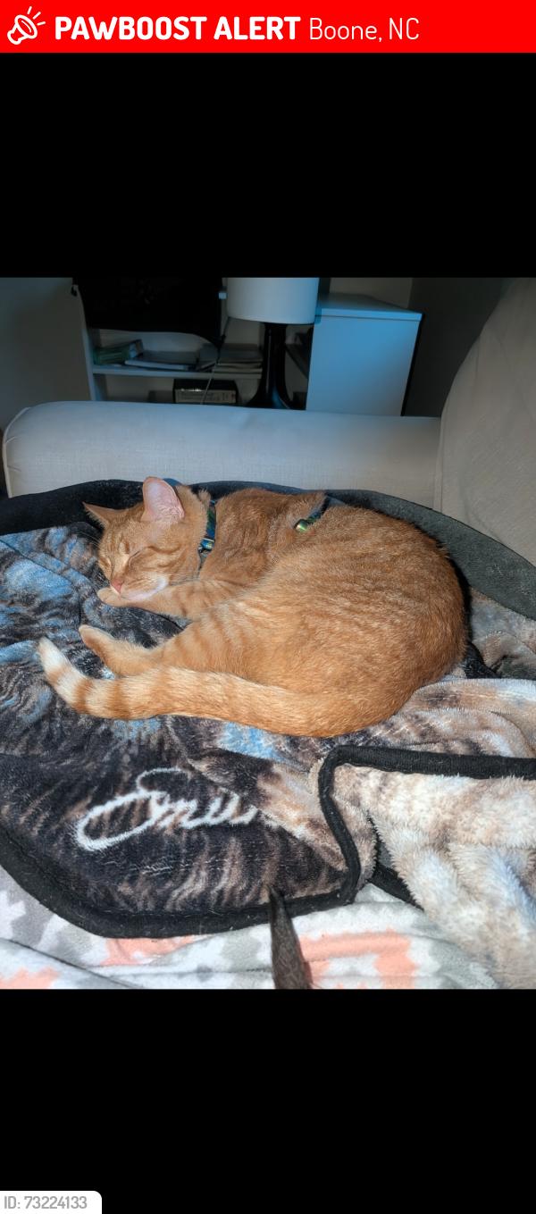 Lost Male Cat last seen Dogwood, Boone, NC 28607