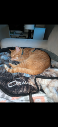 Lost Male Cat last seen Dogwood, Boone, NC 28607