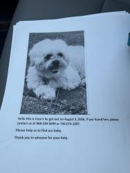 Reunited Male Dog last seen N Hale Ave, Tampa, FL 33602
