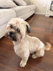 Reunited Male Dog last seen Cielo Ranch, San Antonio, TX 78218, USA, San Antonio, TX 78218