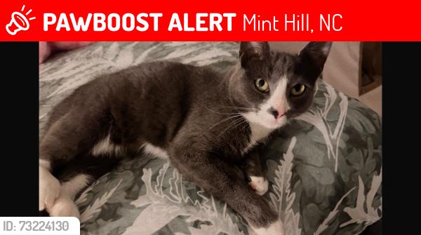 Lost Female Cat last seen Bark ridge rd mint hill área, Mint Hill, NC 28227